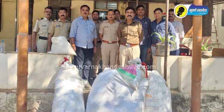 पाचोरा तालुक्यात 7 क्विंटल कापसाची चोरी, पोलिसांची धडक कारवाई, आरोपीला अटक; वाचा सविस्तर..