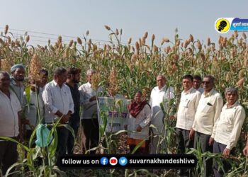 शहादा महाबीजद्वारे सारंगखेड्यात ‘या’ वाणाचा पीक प्रात्यक्षिक कार्यक्रम, वाचा सविस्तर…