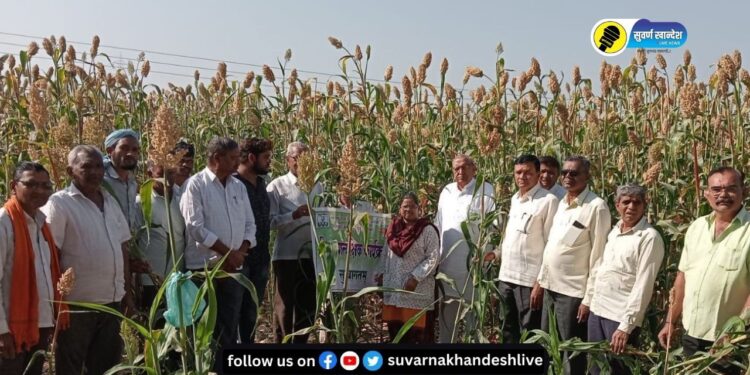 शहादा महाबीजद्वारे सारंगखेड्यात ‘या’ वाणाचा पीक प्रात्यक्षिक कार्यक्रम, वाचा सविस्तर…