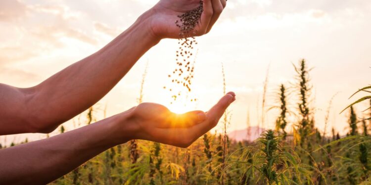 चोपडा येथे एक लाखाचे बनावट कापूस बियाणे जप्त, कृषी विभागाने शेतकऱ्यांना केले महत्त्वाचे आवाहन