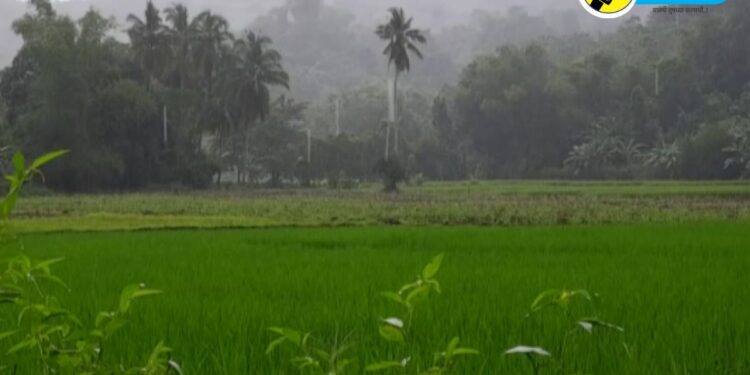 Rain Update : शेतकऱ्यांसाठी महत्वाची बातमी; ‘या’ तारखेपासून बरसणार पाऊस, बळीराजाची चिंता होणार दूर?