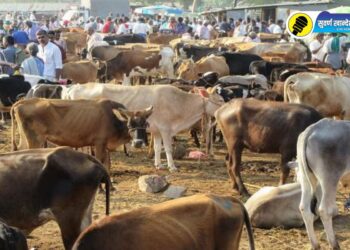 Lumpy Skin Disease : लम्पीचा प्रादुर्भाव वाढला; पाचोरा तालुक्यासह ‘या’ ठिकाणांचे आठवडे बाजार बंद