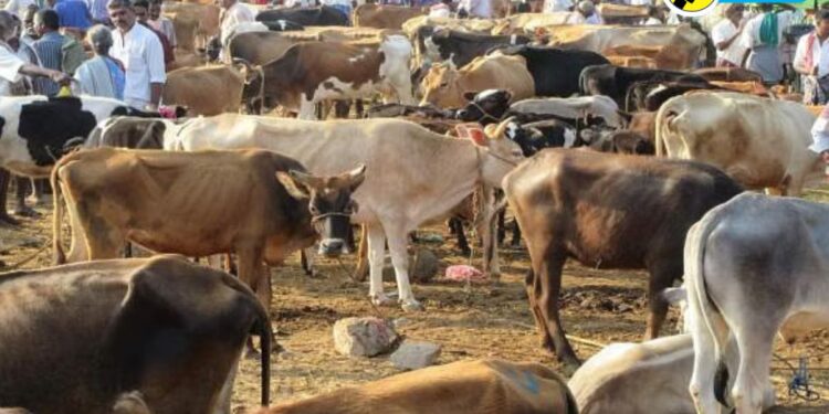 Lumpy Skin Disease : लम्पीचा प्रादुर्भाव वाढला; पाचोरा तालुक्यासह ‘या’ ठिकाणांचे आठवडे बाजार बंद