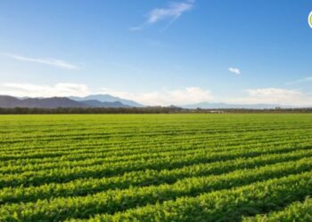 जळगाव जिल्ह्यात 95 टक्के पेरण्या पूर्ण; वाचा, कोणत्या पिकाची झाली सर्वाधिक लागवड