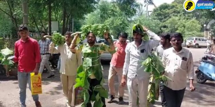 डोक्यावर घेतले केळीचे घड अन् अंगाला बांधली पाने; जळगावात स्वाभिमानी शेतकरी संघटनेचे अनोखं आंदोलन