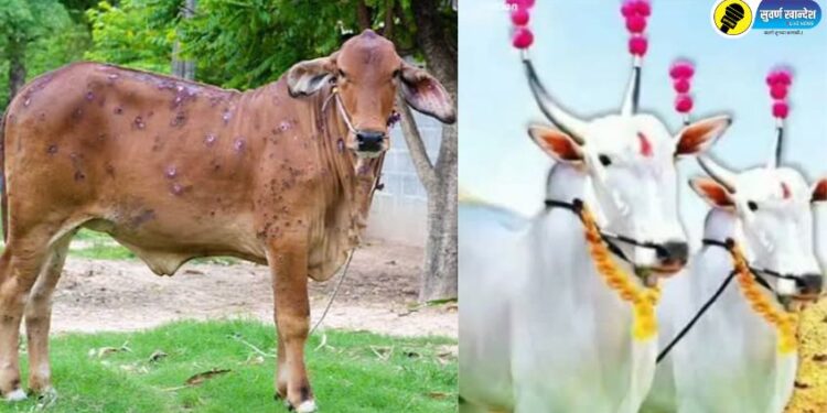 लम्पी रोगाचा प्रादुर्भाव : “बैल पोळा सण” साजरा करण्याबाबत पशुसंवर्धन विभागाचे महत्वाचे आवाहन
