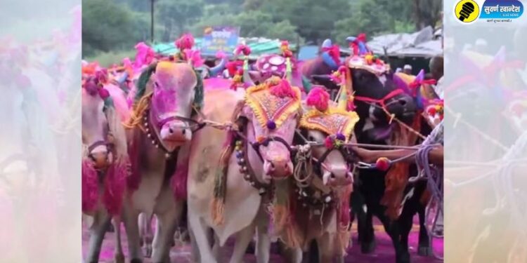वाढती महागाई, लम्पीचा प्रार्दुभाव व दुष्काळाच्या सावटाखाली यंदाचा पोळा