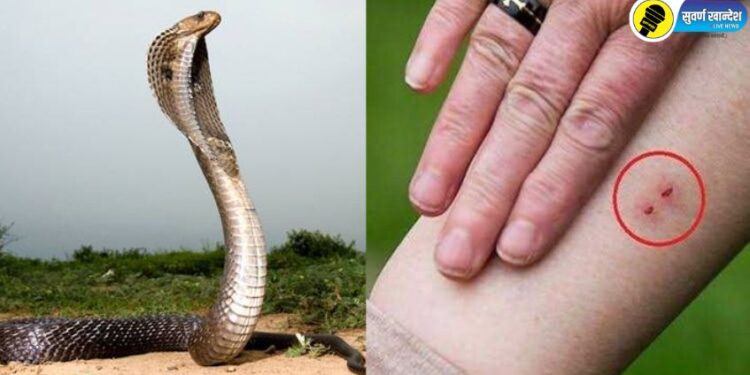 सर्पदंशाने जळगाव जिल्ह्यात चार महिन्यात तब्बल 23 जणांचा मृत्यु, प्रशासनाने केले महत्वाचे आवाहन