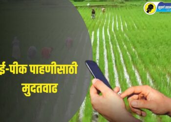 शेतकऱ्यांसाठी महत्वाची बातमी; ई-पीक पाहणीसाठी जिल्हा प्रशासनाने दिली मुदतवाढ