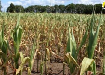 Chalisgaon News : चाळीसगाव तालुका दुष्काळी जाहीर, शेतकऱ्यांना मिळणार ‘या’ सवलती