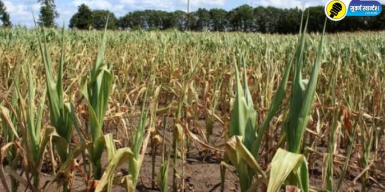 Chalisgaon News : चाळीसगाव तालुका दुष्काळी जाहीर, शेतकऱ्यांना मिळणार ‘या’ सवलती