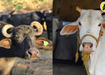 जळगाव जिल्ह्यातील गाय-म्हशींसाठी 1 ते 19 डिसेंबर या कालावधीत ‘वंधत्व निवारण अभियान’