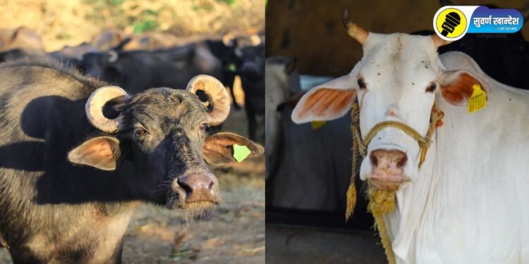 जळगाव जिल्ह्यातील गाय-म्हशींसाठी 1 ते 19 डिसेंबर या कालावधीत ‘वंधत्व निवारण अभियान’