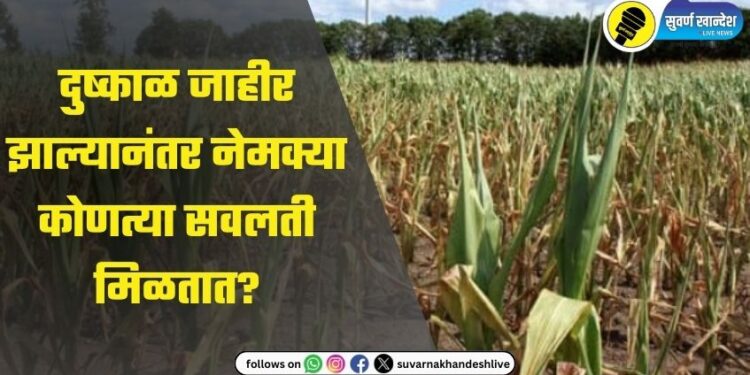 दुष्काळ जाहीर झाल्यानंतर नेमक्या कोणत्या सवलती मिळतात? वाचा, महत्वाची माहिती