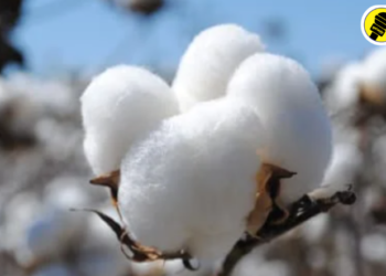 फाईल फोटो