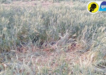 बोदवड तालुक्यात जंगली प्राण्यांचा मुक्त वावर, वनविभागाने बंदोबस्त करण्याची शेतकऱ्यांकडून मागणी