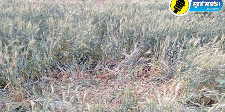 बोदवड तालुक्यात जंगली प्राण्यांचा मुक्त वावर, वनविभागाने बंदोबस्त करण्याची शेतकऱ्यांकडून मागणी