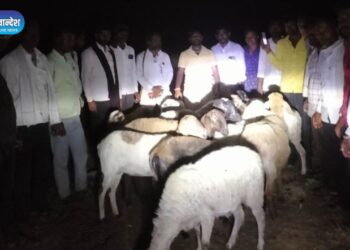 पारोळा तालुक्यातील कंकराज येथून चोरीला गेलेल्या मेंढ्या सापडल्या, नेमकं काय घडलं?