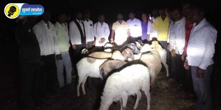 पारोळा तालुक्यातील कंकराज येथून चोरीला गेलेल्या मेंढ्या सापडल्या, नेमकं काय घडलं?