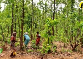 जिल्हास्तरीय वनहक्क समितीच्या बैठकीत 39 हेक्टरपेक्षा जास्त वनहक्क दावे मंजूर