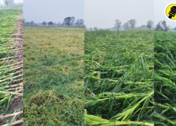 पारोळा तालुक्यात वादळी वाऱ्यासह जोरदार पाऊस, शेतकऱ्यांचे नुकसान