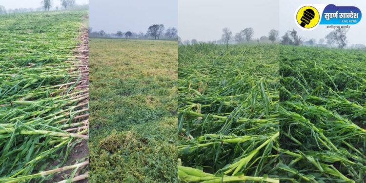 पारोळा तालुक्यात वादळी वाऱ्यासह जोरदार पाऊस, शेतकऱ्यांचे नुकसान