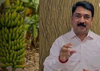 केळी पिक विम्याबाबतची नुकसान भरपाई संदर्भात खासदार उन्मेष पाटील यांनी दिली महत्वाची माहिती