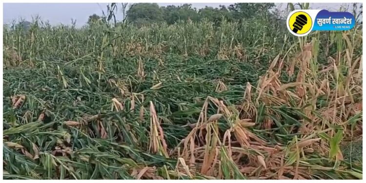 बेमोसमी पावसाचा मोठा फटका, अमळनेरच्या आमोदे शिवारात शेतपिकांचे प्रचंड नुकसान