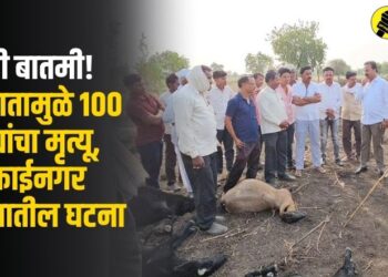 मोठी बातमी, उष्माघातामुळे 100 मेंढ्यांचा मृत्यू, मुक्ताईनगर तालुक्यातील घटना