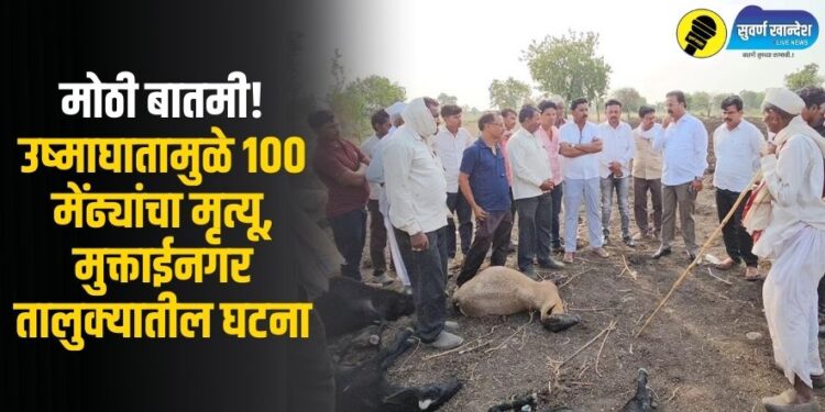 मोठी बातमी, उष्माघातामुळे 100 मेंढ्यांचा मृत्यू, मुक्ताईनगर तालुक्यातील घटना