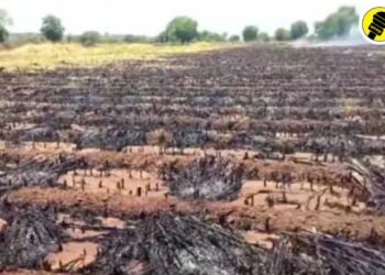 शेतकऱ्याने बांधावरील गवत जाळण्यासाठी लावली आग अन् आजूबाजूच्या शेतातील चारा जळून खाक, पारोळा तालुक्यातील घटना