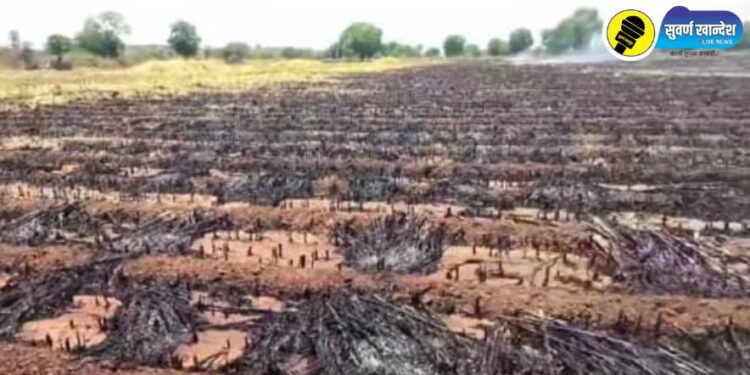 शेतकऱ्याने बांधावरील गवत जाळण्यासाठी लावली आग अन् आजूबाजूच्या शेतातील चारा जळून खाक, पारोळा तालुक्यातील घटना