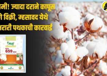 मोठी बातमी! ज्यादा दराने कापूस बियाणे विक्री, म्हसावद येथे जिल्हा भरारी पथकाची धडक कारवाई