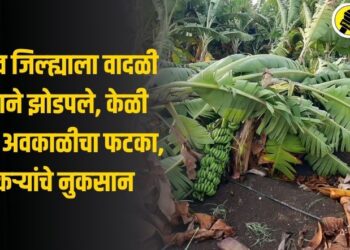 जळगाव जिल्ह्याला वादळी पावसाने झोडपले, केळी बागांना अवकाळीचा फटका, शेतकऱ्यांचे नुकसान