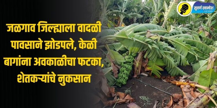 जळगाव जिल्ह्याला वादळी पावसाने झोडपले, केळी बागांना अवकाळीचा फटका, शेतकऱ्यांचे नुकसान
