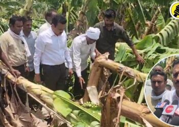 वादळीवाऱ्यामुळे केळी बागा उद्धवस्त, मंत्री गिरीश महाजन यांनी केली नुकसानग्रस्त भागाची पाहणी, प्रशासनाला दिले महत्वाचे आदेश