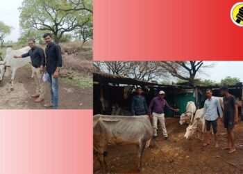 लंपी आजाराचा प्रादुर्भाव होऊ नये म्हणून शिरसमणी पशुवैद्यकिय दवाखाना अंतर्गत गुरांचे लसीकरण