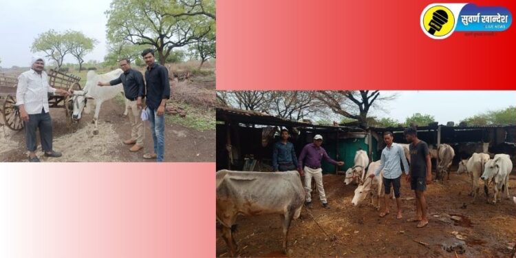 लंपी आजाराचा प्रादुर्भाव होऊ नये म्हणून शिरसमणी पशुवैद्यकिय दवाखाना अंतर्गत गुरांचे लसीकरण