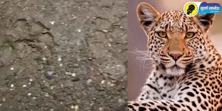 बिबट्याच्या पायाचे उमटलेले ठसे (डावीकडे), बिबट्याचा प्रतिकात्मक फोटो (उजवीकडे)