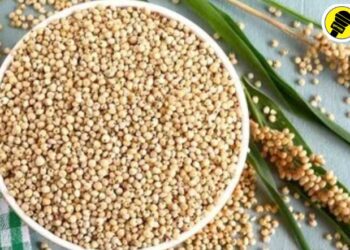 शेतकऱ्यांची ज्वारी खरेदीचा मार्ग मोकळा; शासनाकडून मुदतवाढ, रोहित निकम यांची माहिती