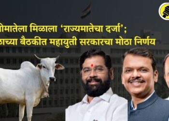 गोमातेला मिळाला ‘राज्यमातेचा दर्जा’; मंत्रीमंडळाच्या बैठकीत महायुती सरकारचा मोठा निर्णय