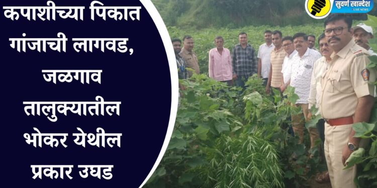 marijuana planting in cotton farm in jalgaon taluka