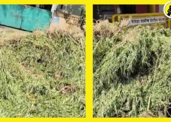 Chopda Crime News : 45 लाखाचा गांजा पकडला; चोपडा ग्रामीण पोलीस स्टेशनची मोठी कारवाई