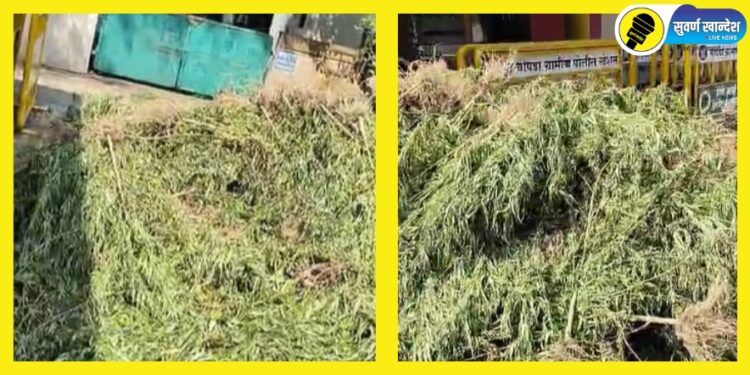 Chopda Crime News : 45 लाखाचा गांजा पकडला; चोपडा ग्रामीण पोलीस स्टेशनची मोठी कारवाई