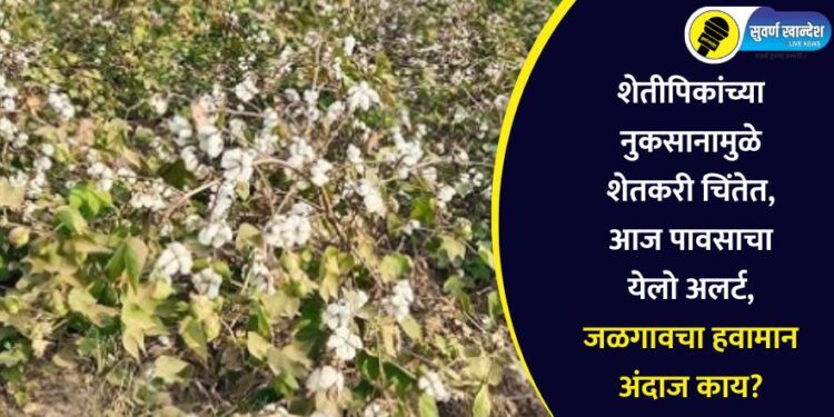 शेतीपिकांच्या नुकसानामुळे शेतकरी चिंतेत, आज पावसाचा येलो अलर्ट, जळगावचा हवामान अंदाज काय?