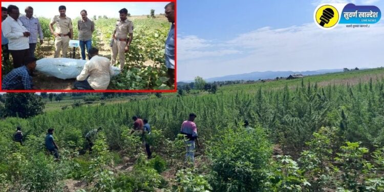 Shirpur News : गांजा लागवड केल्याप्रकरणी पोलिसांनी केली मोठी कारवाई; शिरपुरात तालुक्यातील घटना
