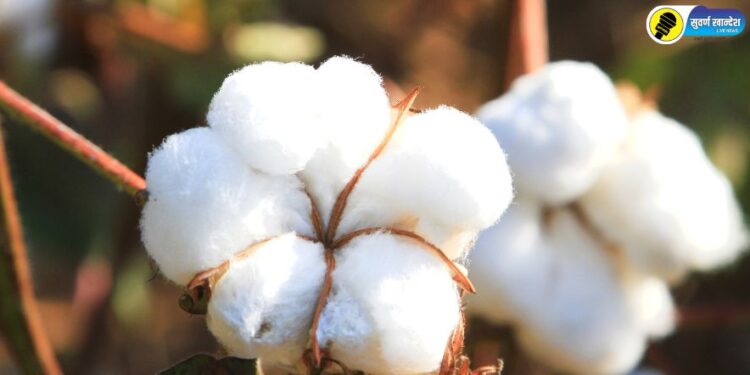 cotton photo