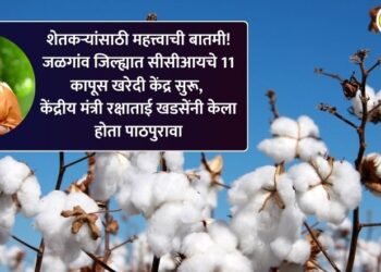 CCI opens 11 cotton procurement centers in Jalgaon district