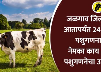 Animal census begins in Jalgaon district know purpose