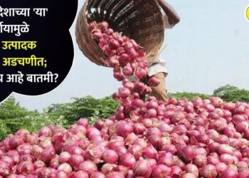 बांगलादेशाच्या ‘या’ निर्णयामुळे कांदा उत्पादक शेतकरी अडचणीत; नेमकी काय आहे बातमी?
